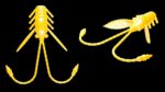 Pro Nymph 007 YELLOW.jpg