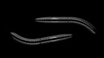 Fatty D'Worm 040 BLACK.jpg
