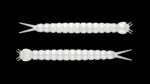 Slight Worm 004 SILVER PEARL.jpg