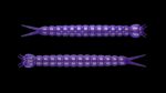 Slight Worm 020 PURPLE WITH GLITTER.jpg