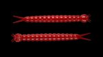 Slight Worm 021 RED.jpg