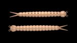 Slight Worm 035 PELLETS.jpg