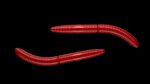 Fatty D'Worm 021 RED.jpg