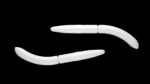 Fatty D'Worm 001 WHITE.jpg