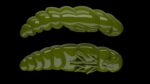 Largo 031 OLIVE .jpg