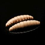 035Larva.jpg