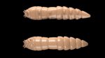 Kukolka 035 PELLETS.jpg