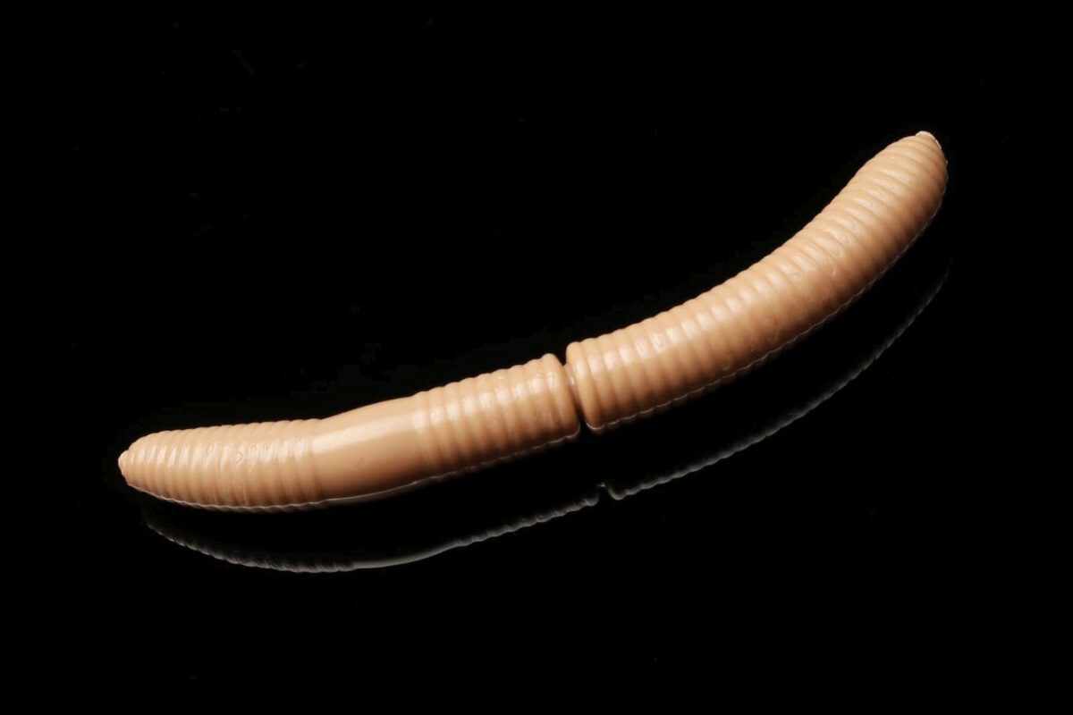 035FattyDWorm.jpg