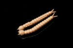 035SlightWorm.jpg