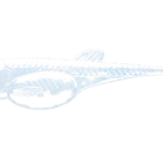 EMBRION SHAD -003-BLUE PEARL.png